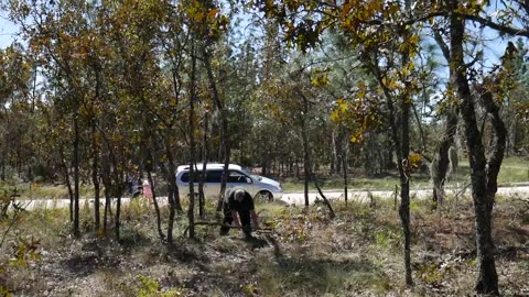 Bending a Tree