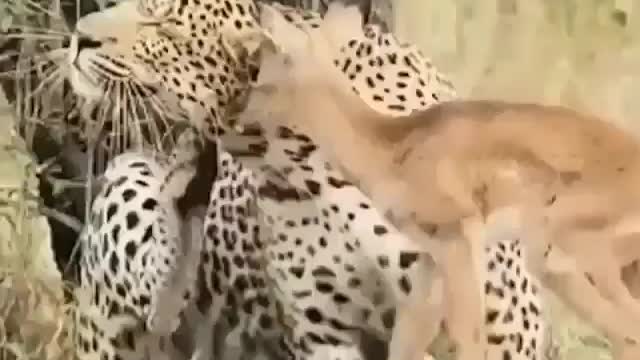 This is a beautiful and charming water-dwelling species