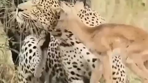 This is a beautiful and charming water-dwelling species