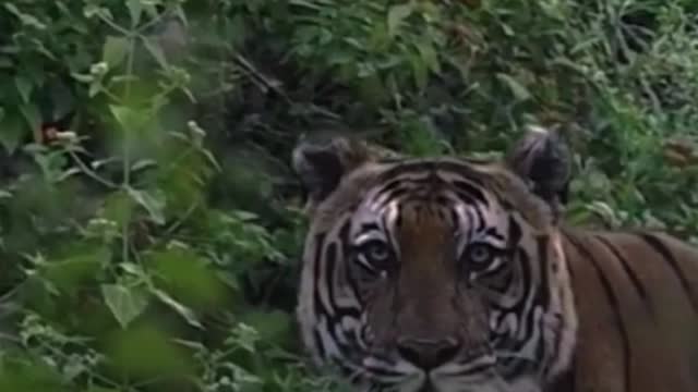 It's really scary when the tiger stares