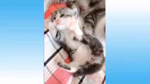 Cute cat's life