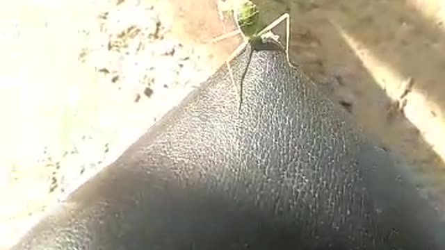 this mantis is annoying me