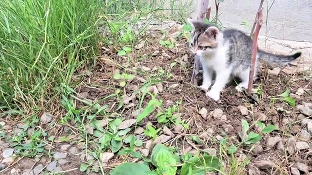 Mischievous Little Kittens are Fighting 🥰 Cute kittens are playing