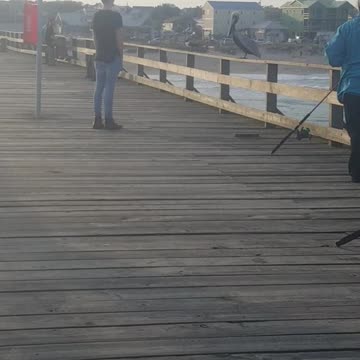 Guy almost gets bit by pelican on pier dock