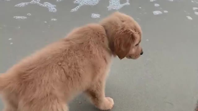 Dog Having fun in beach with owner