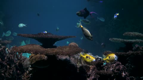 different-kind-of-marine-life-on-display-in-an-aquarium