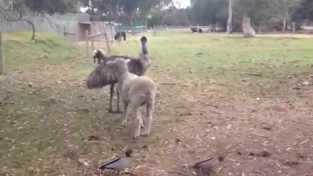 Sheep vs Emu