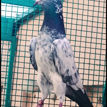 Ustad Malik Mohkam Khokhar's Kings Breed Pigeons