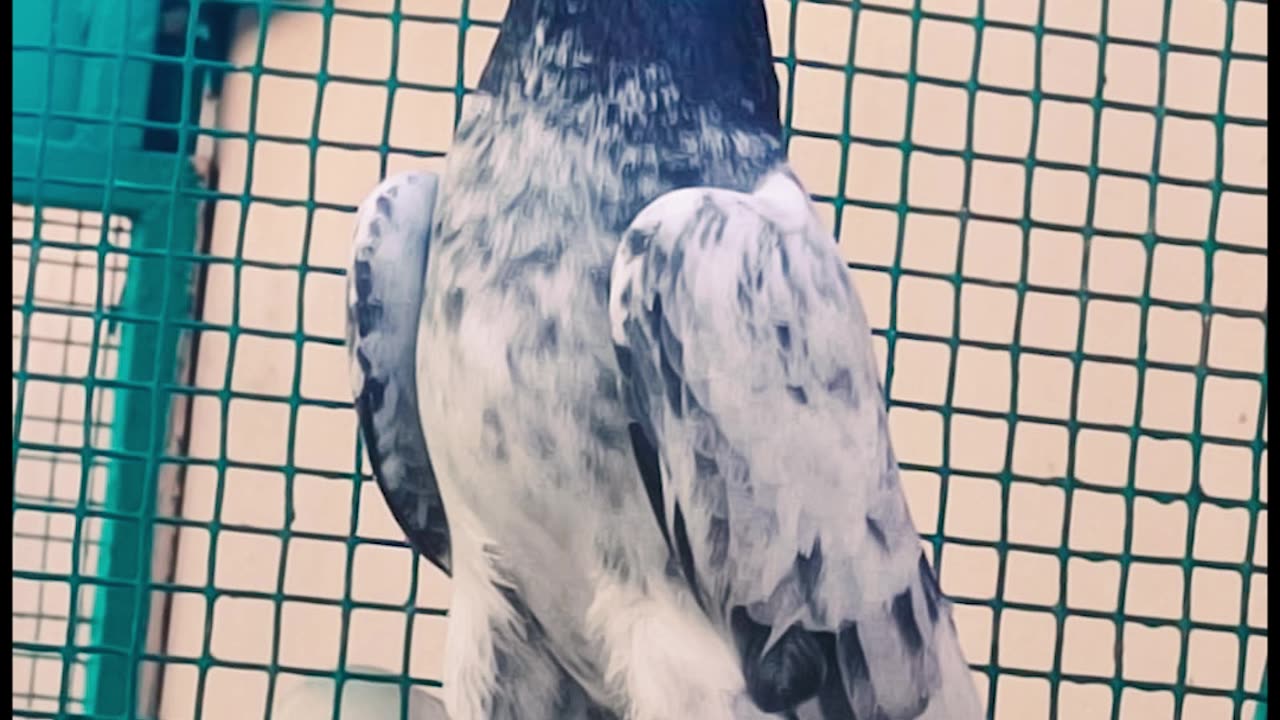 Ustad Malik Mohkam Khokhar's Kings Breed Pigeons