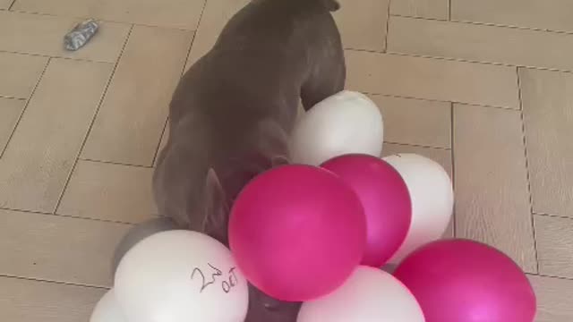 Frenchie Goes Mad With Balloons