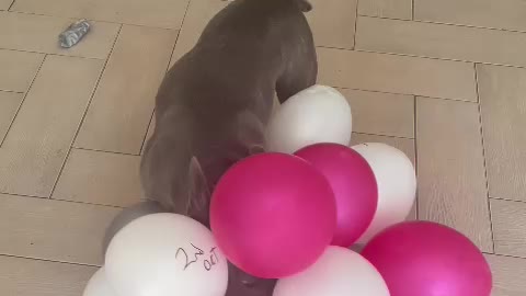 Frenchie Goes Mad With Balloons