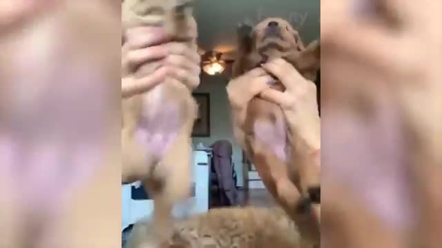 Dogs And Cats Battle It Out