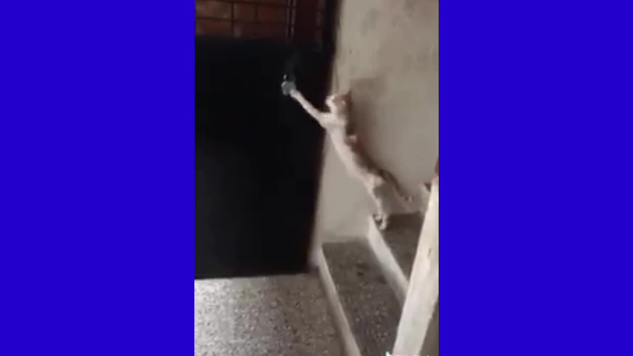 This Cat Knows How To Knock The Door