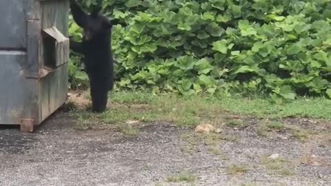 Couple of Cubs Come Out of Dumpster