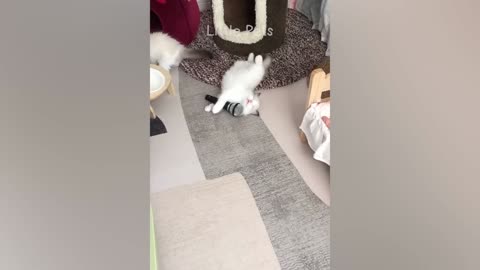 Funniest Animals 2023 😂😂 Best Cats and Dogs Videos 🐶😸