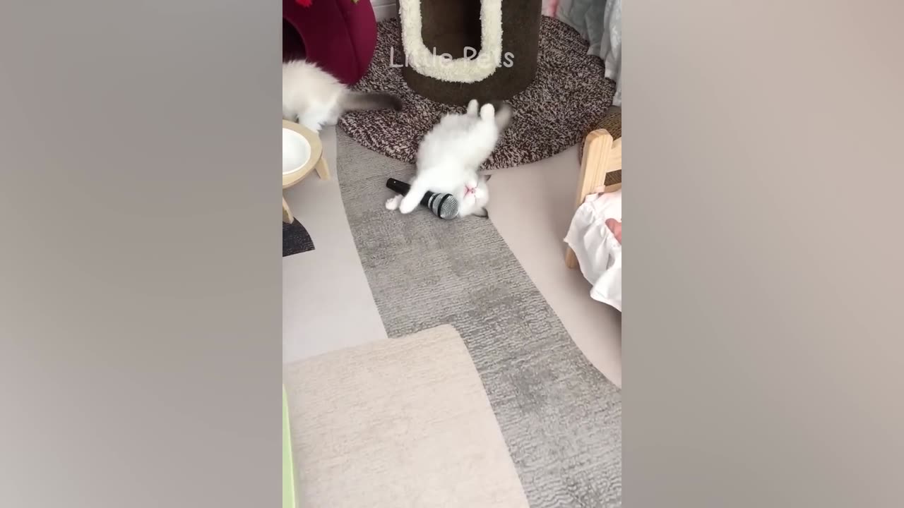 Funniest Animals 2023 ππ Best Cats and Dogs Videos πΆπΈ
