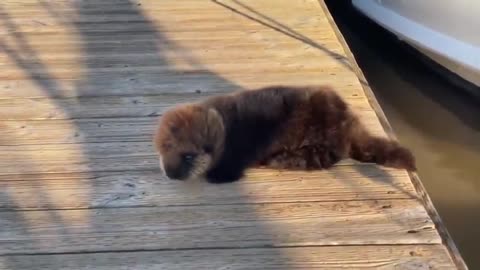 Baby Otter Rolls Down Wooden Dock to Its Mother :)