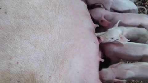 /piglets-suckling-in-pen