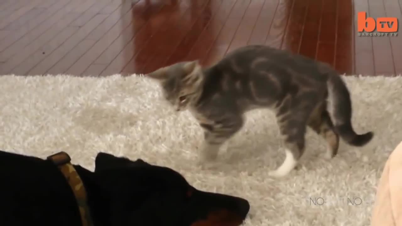 Funny Cats vs Dogs Compilation