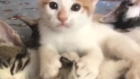 Love licks 😻