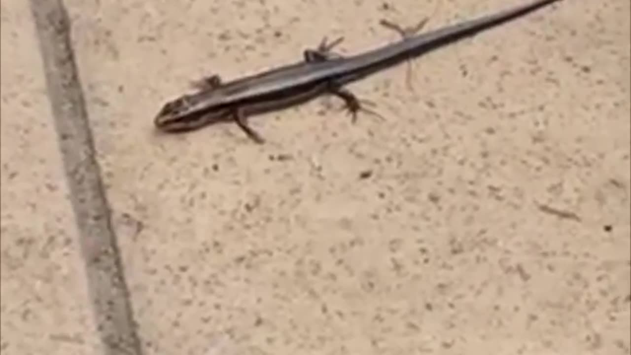 #shorts #Tokyo garden #salamander trapped by people 🎌 #animal #amphibian #traveldestinations #japan