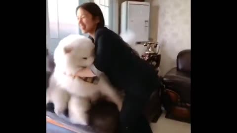 Big Fluffy Samoyed Likes Being Carriedd