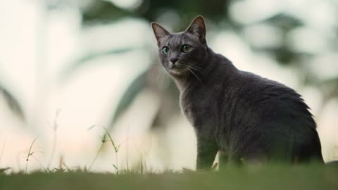 Most beautiful cats in the World | cats playing & kittens meowing