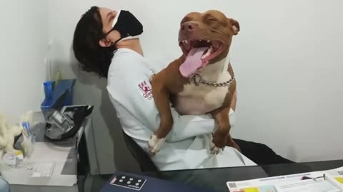 When Your Dog Is A Pro At Vet Visits - Funniest Dog Reaction 😁