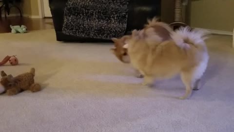 Pomeranian Playtime with a twist at the end