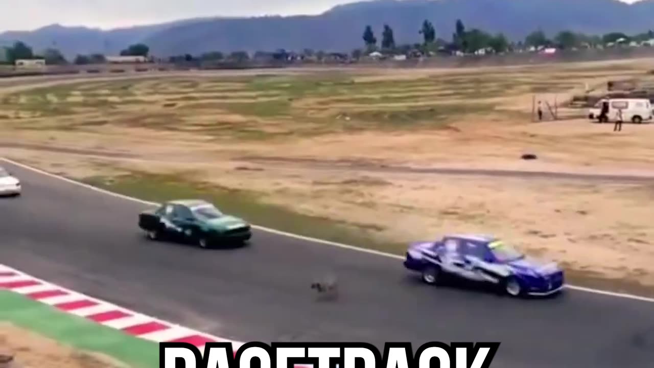 This Dog Narrowly Escaped DEATH