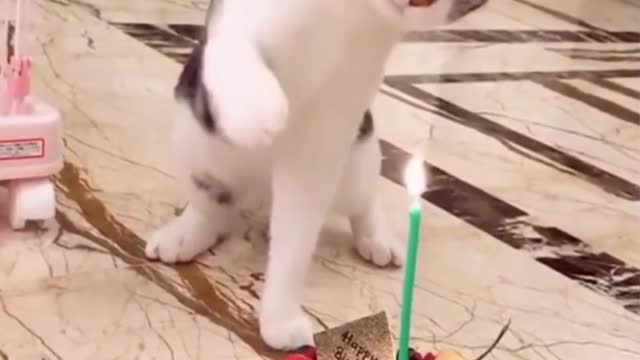 watch how cat reacts to it this.....!!