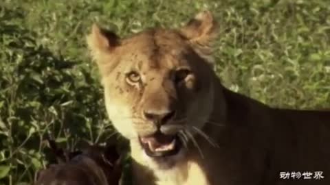 WILD ANIMALS HUNTING PREY COMPILATION RELAX FOR LIFE ​​ #58