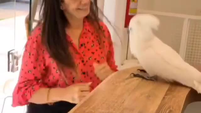 My parrot is dancing with me and trying to imitate me