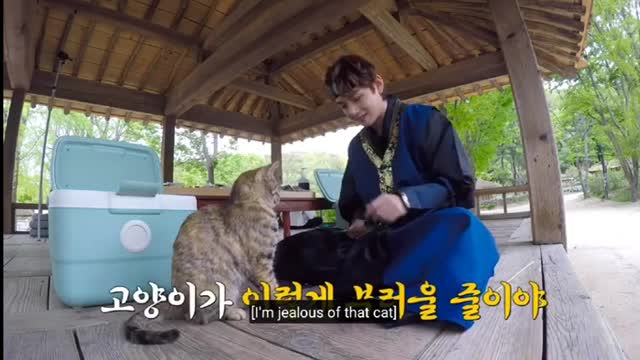 Cute cat play with bts