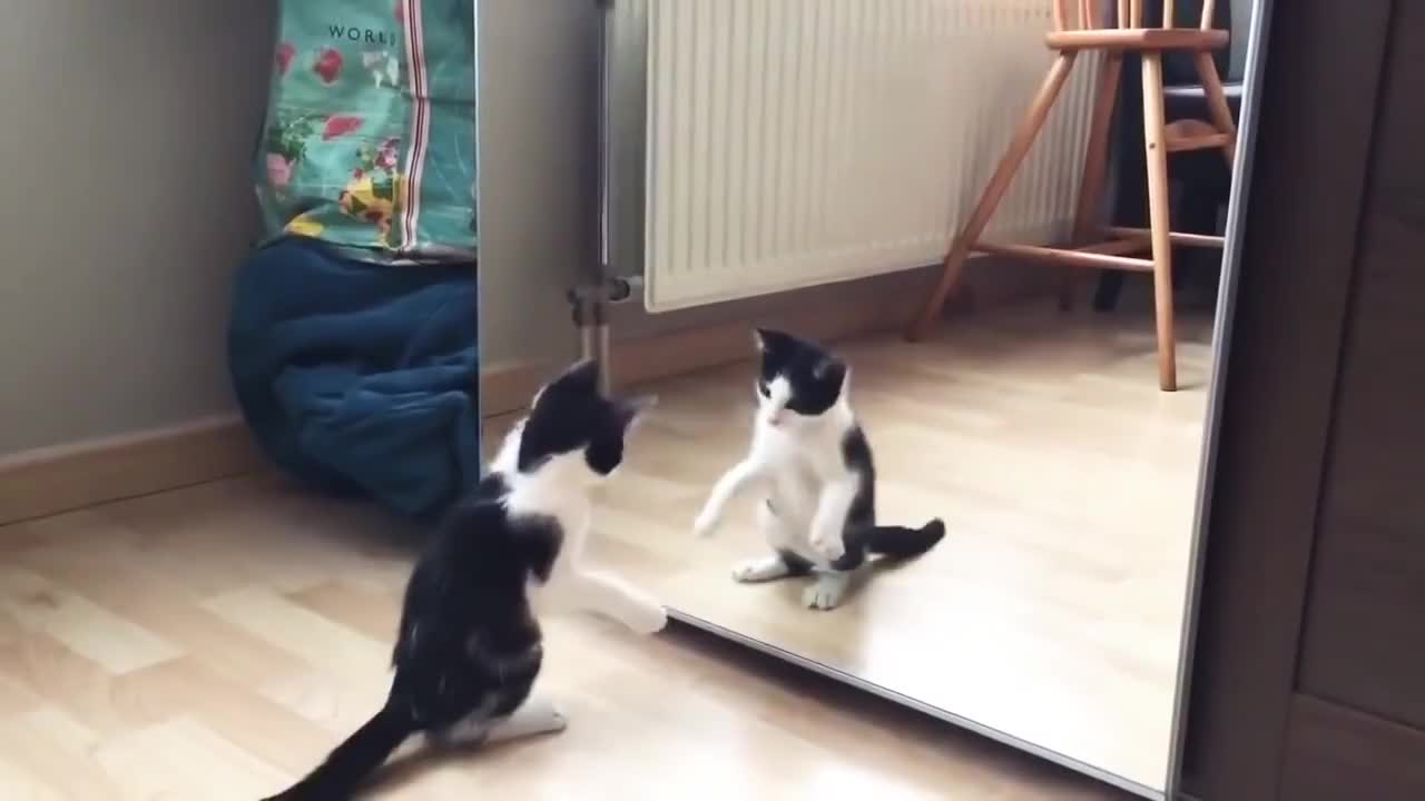 Funny Cat And mirror Video