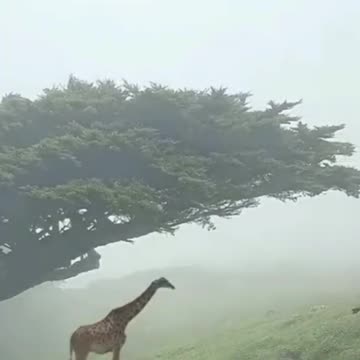 Beautiful View #shorts #short #shortsfeed #youtube #youtubeshorts #viral #animals #nature