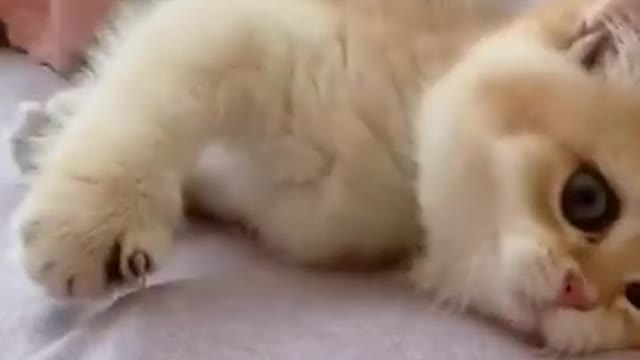 Cat funny video 🤣🤣