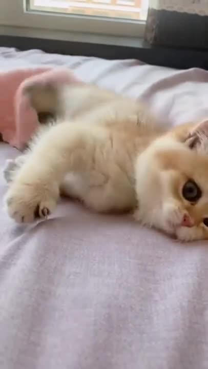 Cat funny video 🤣🤣