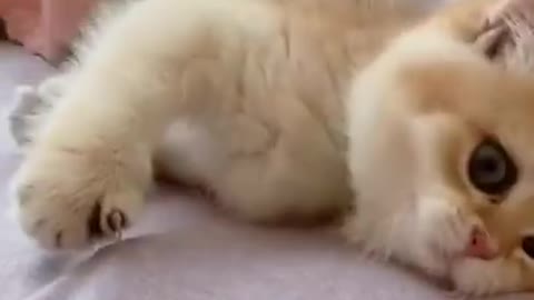 Cat funny video 🤣🤣