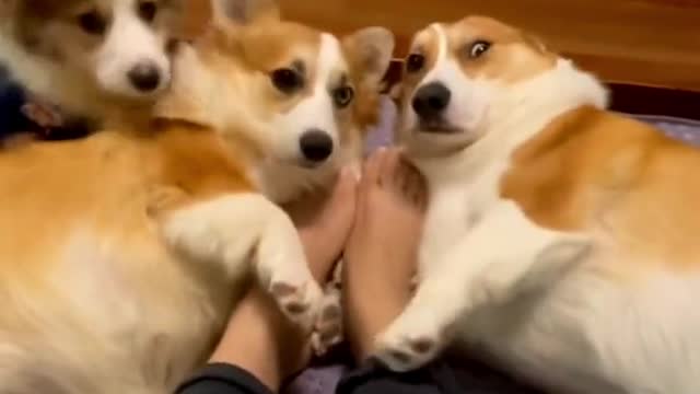 Cats and dogs