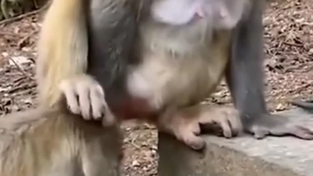 Funny monkey videos