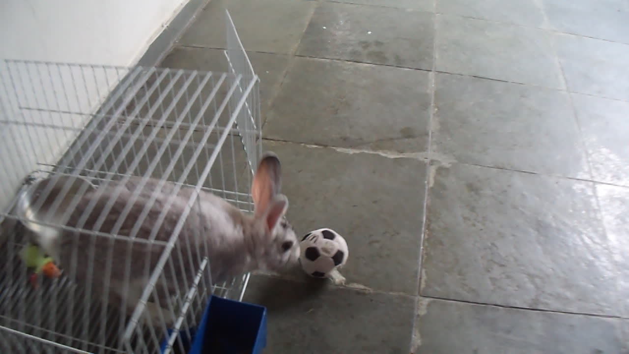 The rabbit playing ball in your house.