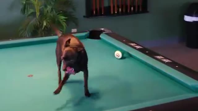 🐶 Playing Poolbiljart against a Chihuahua Dog 🎱