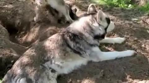 adorable cute huskies