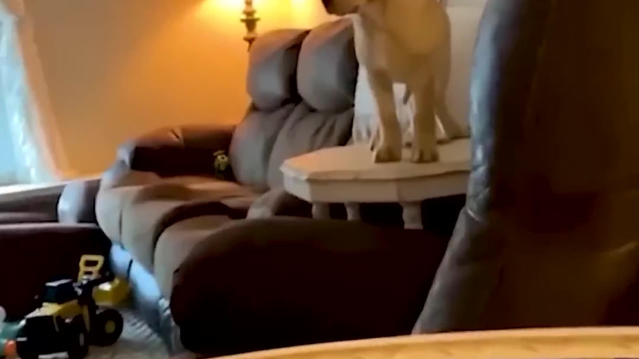 Animal fun and comedy video