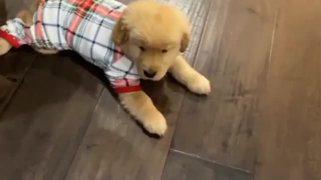 The cutest internet video of all time!! Golden retriever puppy on the move!! Wait for it😍