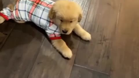 The cutest internet video of all time!! Golden retriever puppy on the move!! Wait for it😍