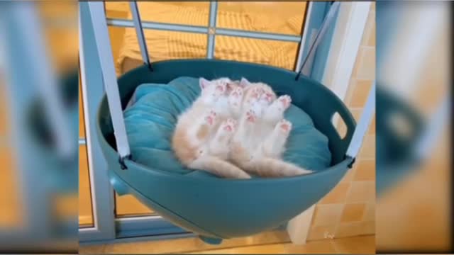 Kitten cat , love animals