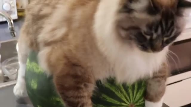 😂😂 Just doing a protec of dis, Mama!!!😍