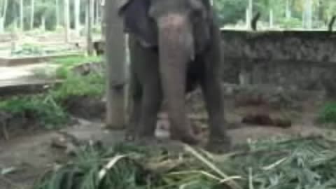 Elephant dancing in the forest.